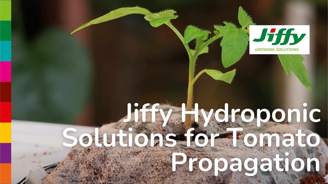 Jiffy Growbags for Hydroponics: High-Performing Solution for Tomatoes 🍅 🌍