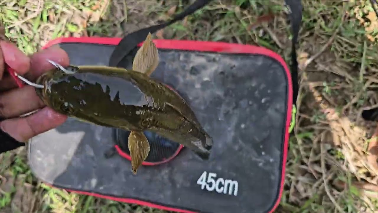 បបក់ត្រីស្រែ ខែទឹកស្រក #fish #fishing #adventure