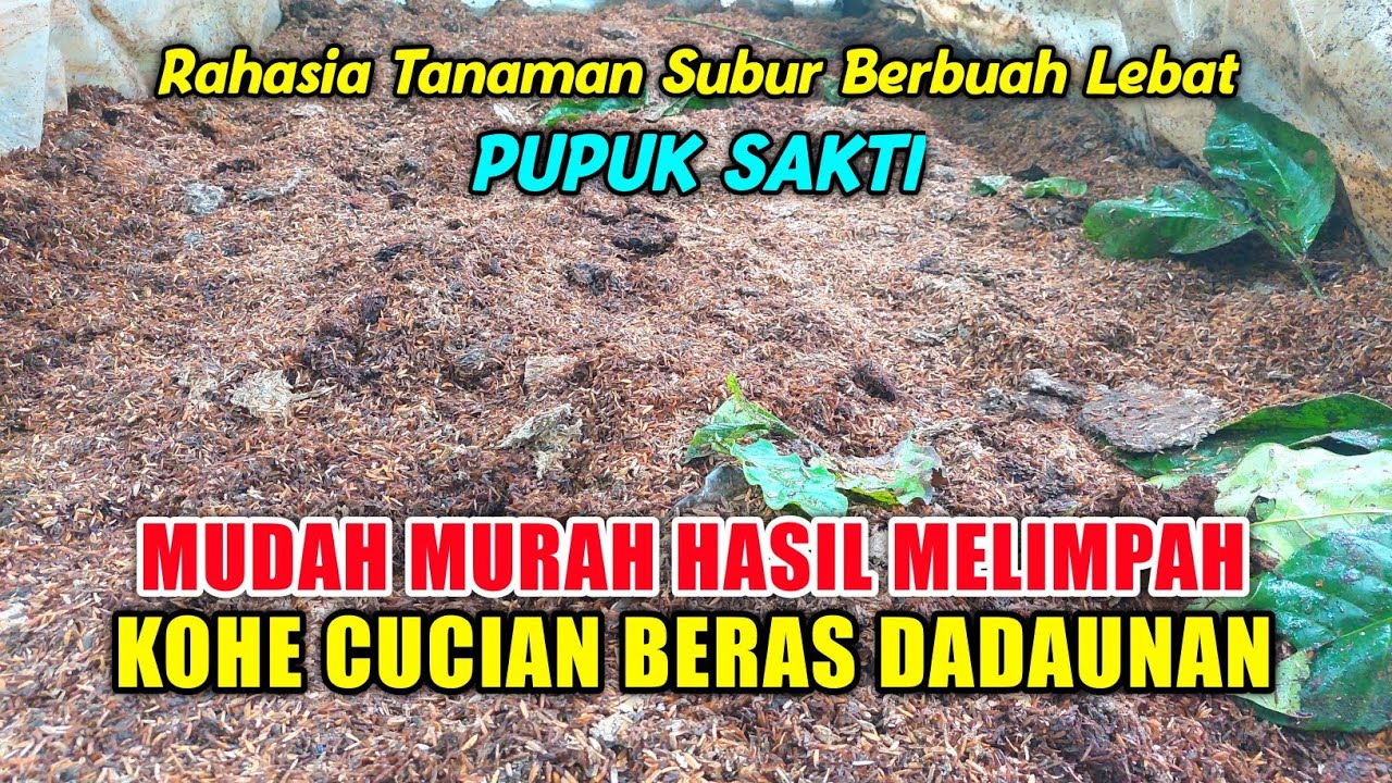 cara fermentasi kotoran ayam ❗️ kopi balap