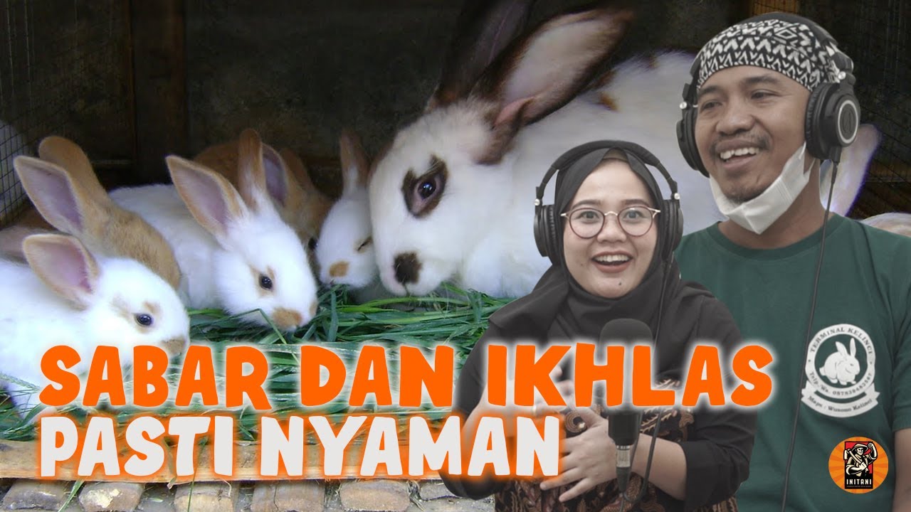 MANTAN TKI MALAYSIA SUKSES TERNAK KELINCI, OMSET NAIK BERKALI KALI LIPAT