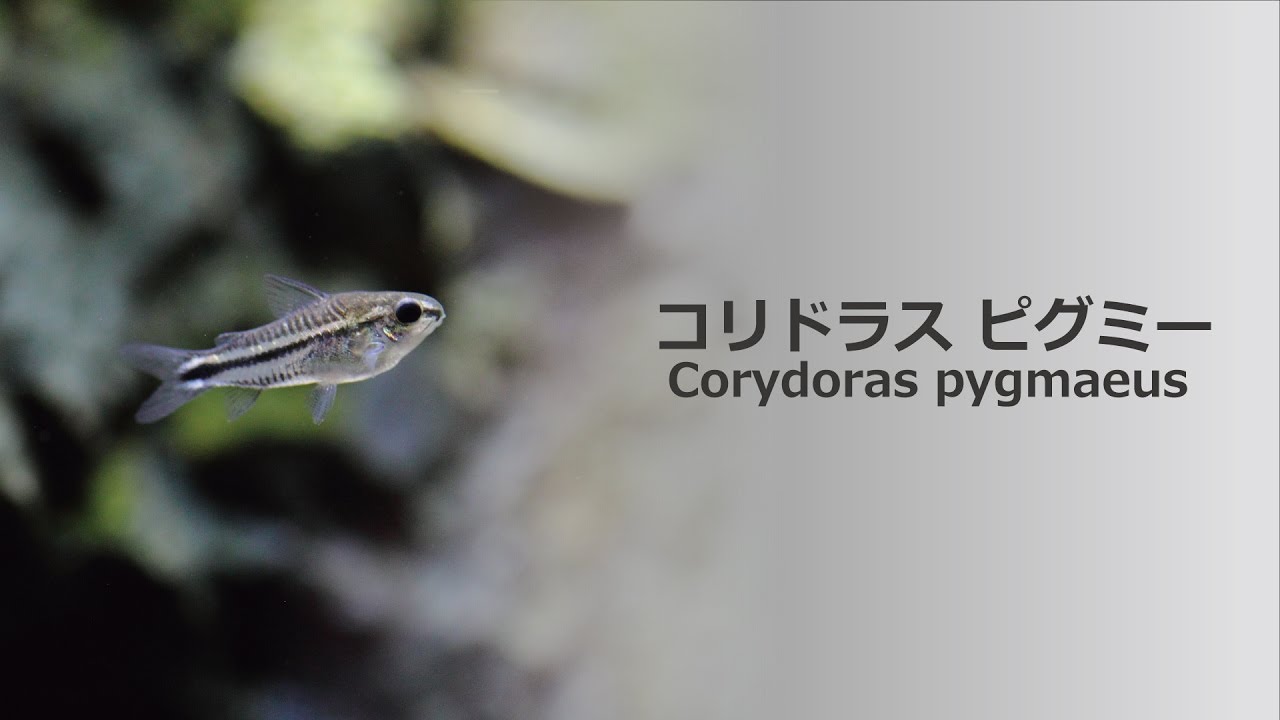 #34.コリドラス・ピグミー 小さくて可愛い熱帯魚 Corydoras pygmaeus
