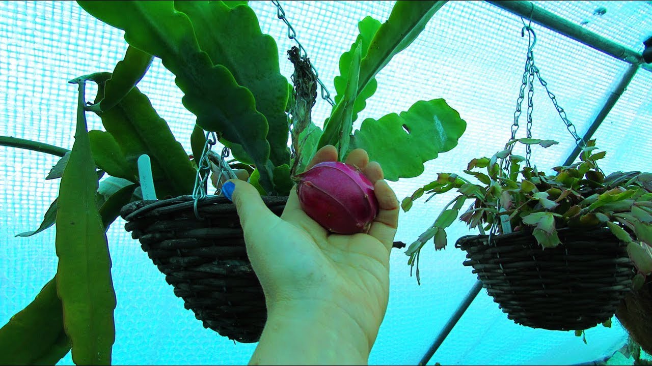 Cactus How To -Harvesting Seed from Epiphyllum Cactus Fruit