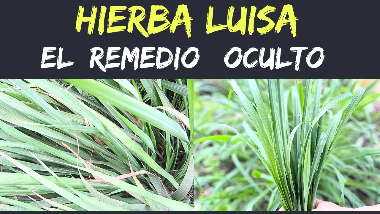 "Hierba Luisa: Propiedades Poderosas, Usos Ancestrales y Misterios que No Conocías"