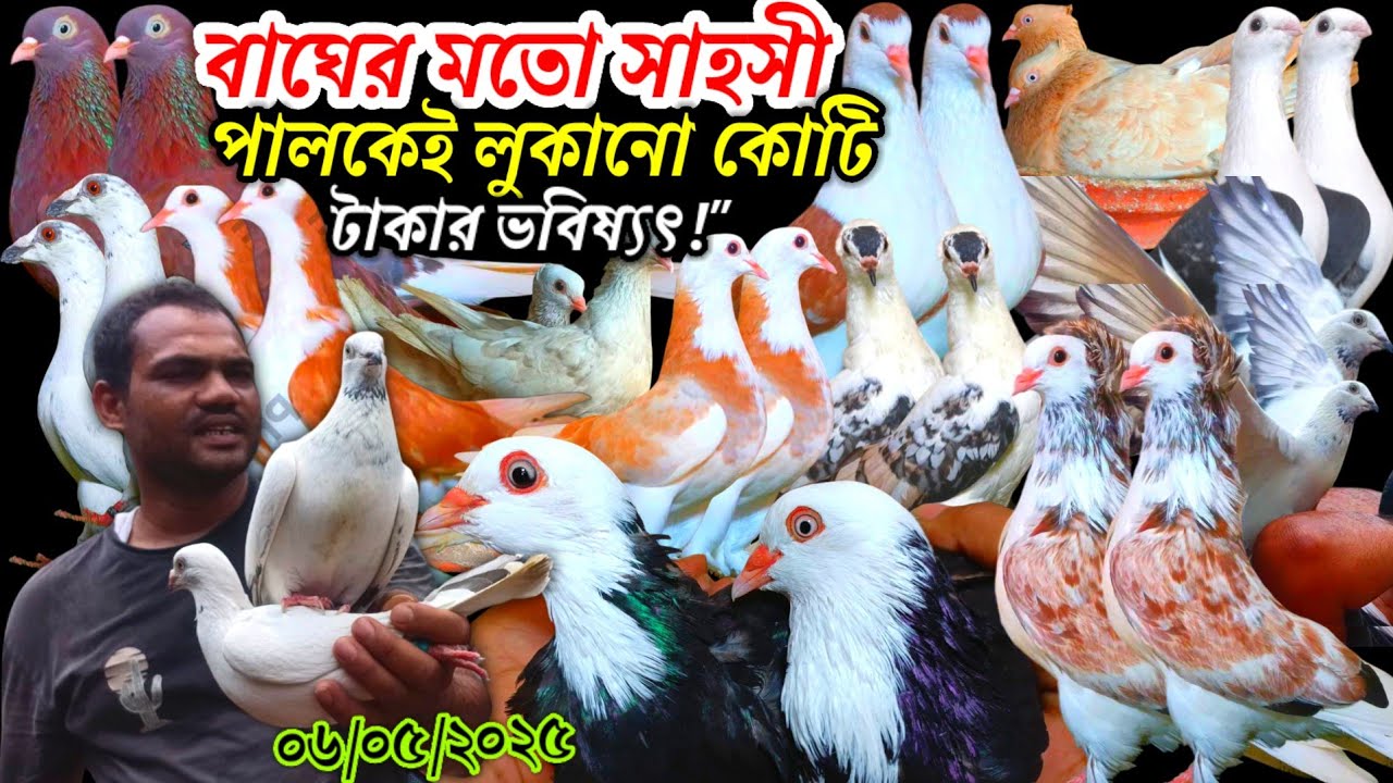 বাঘের মতো সাহসী এই কবুতর! পালকেই লুকানো কোটি টাকার ভবিষ্যৎ! প্রেমিক কবুতরের ভালোবাসার মিশন Pigeon
