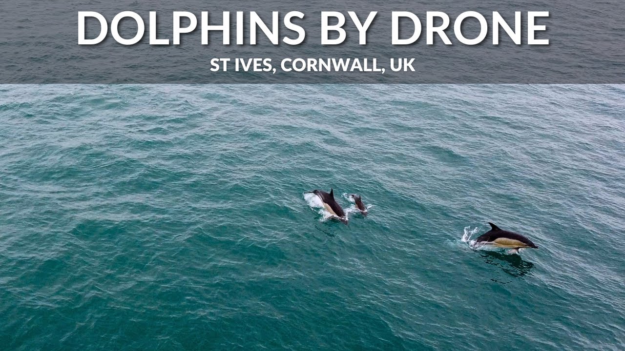Dolphins By Drone, St Ives, Cornwall, UK