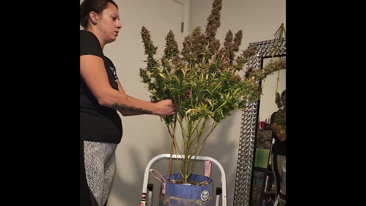 grape soda chop video