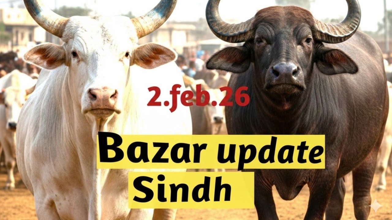 Therhi Mandi Cow & Buffalo Calves 🍼 | أجمل العجول ماشاء اللہ ❤️ | 3 رمضان المبارک 2026(
