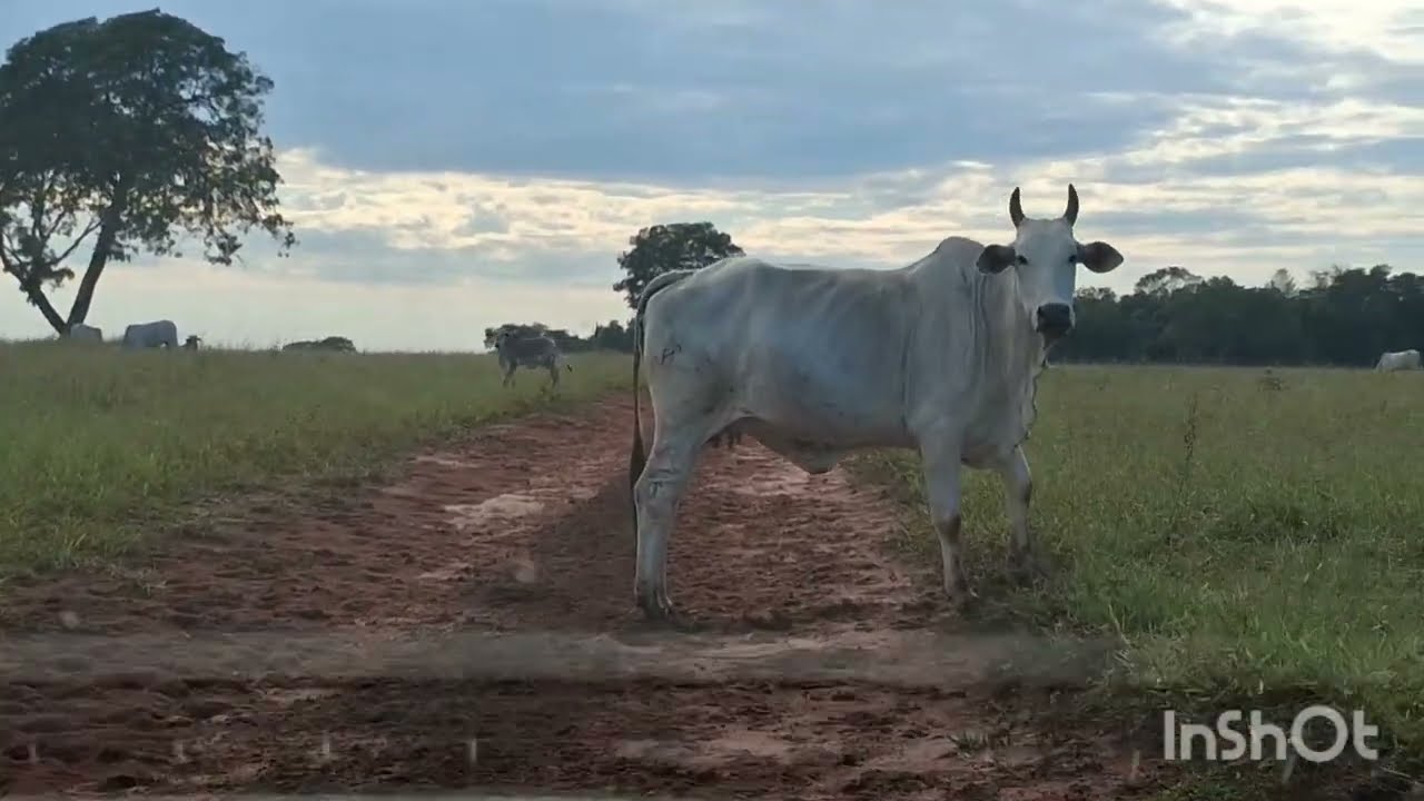 Passeio na fazenda.