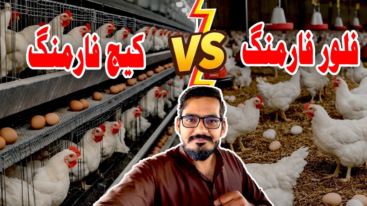 Cage vs Floor Layer Farming – Which is More Profitable? | Full Profit Comparison for 10,000 Birds