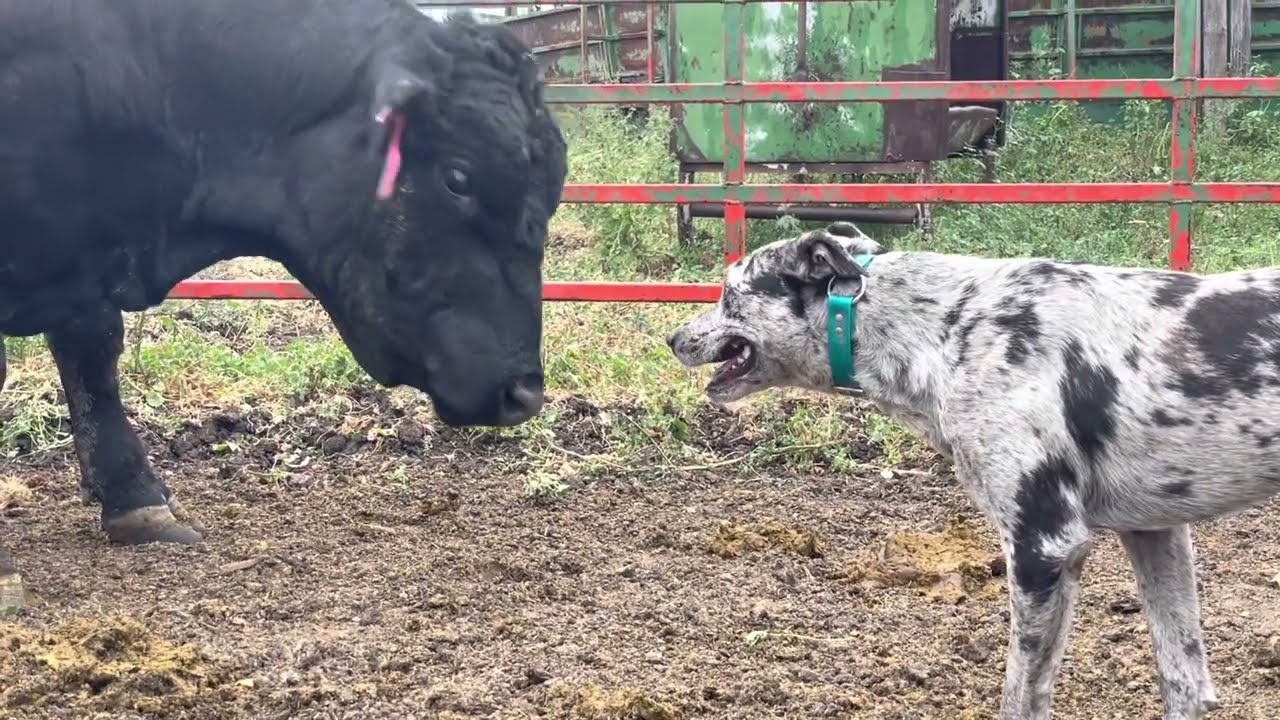 Dagley's Stoney - Supreme Hangin Tree Stud Dog