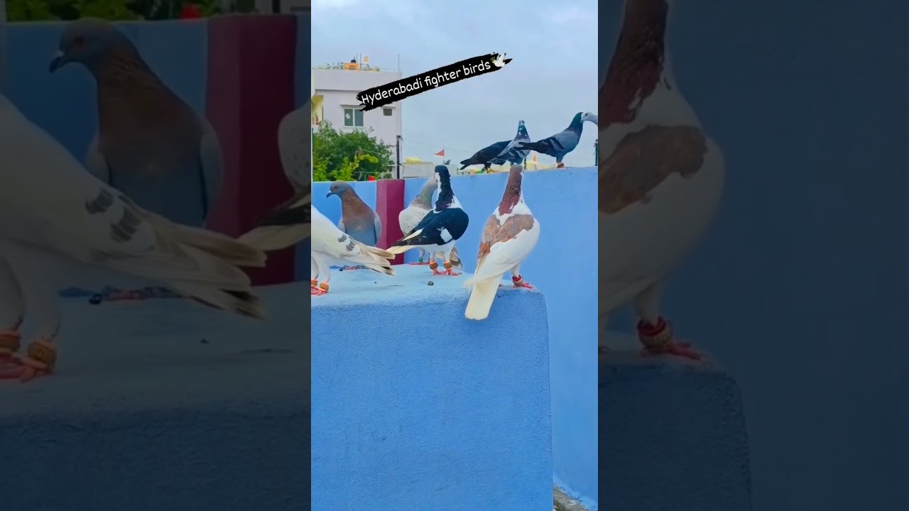 Kushal bhai ke fighter Birds