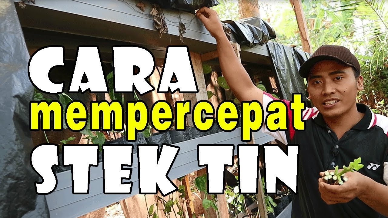 cara mudah stek tin cepat tumbuh tunas tanpa zpt dan perangsang akar