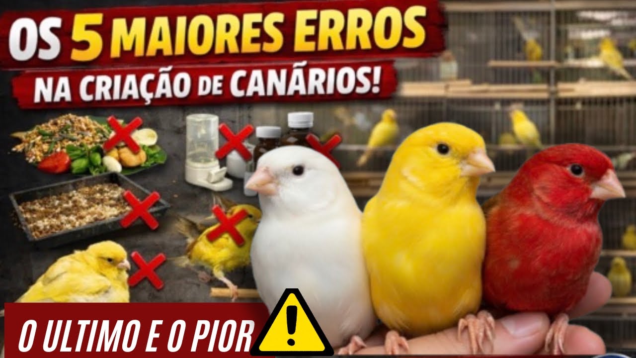 ERROS, que eu já cometi na canaricultura