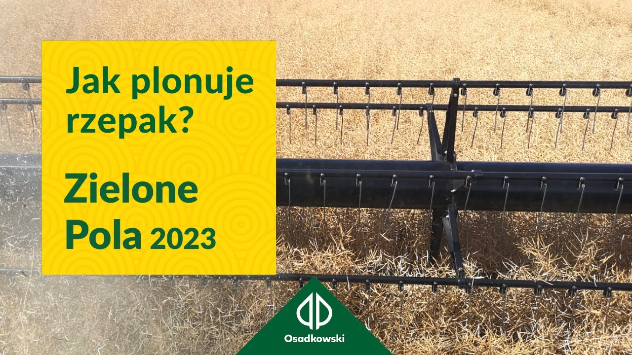 Żniwa 2023 - jak plonował rzepak na Demofarmie Agrobeta Skarszyn