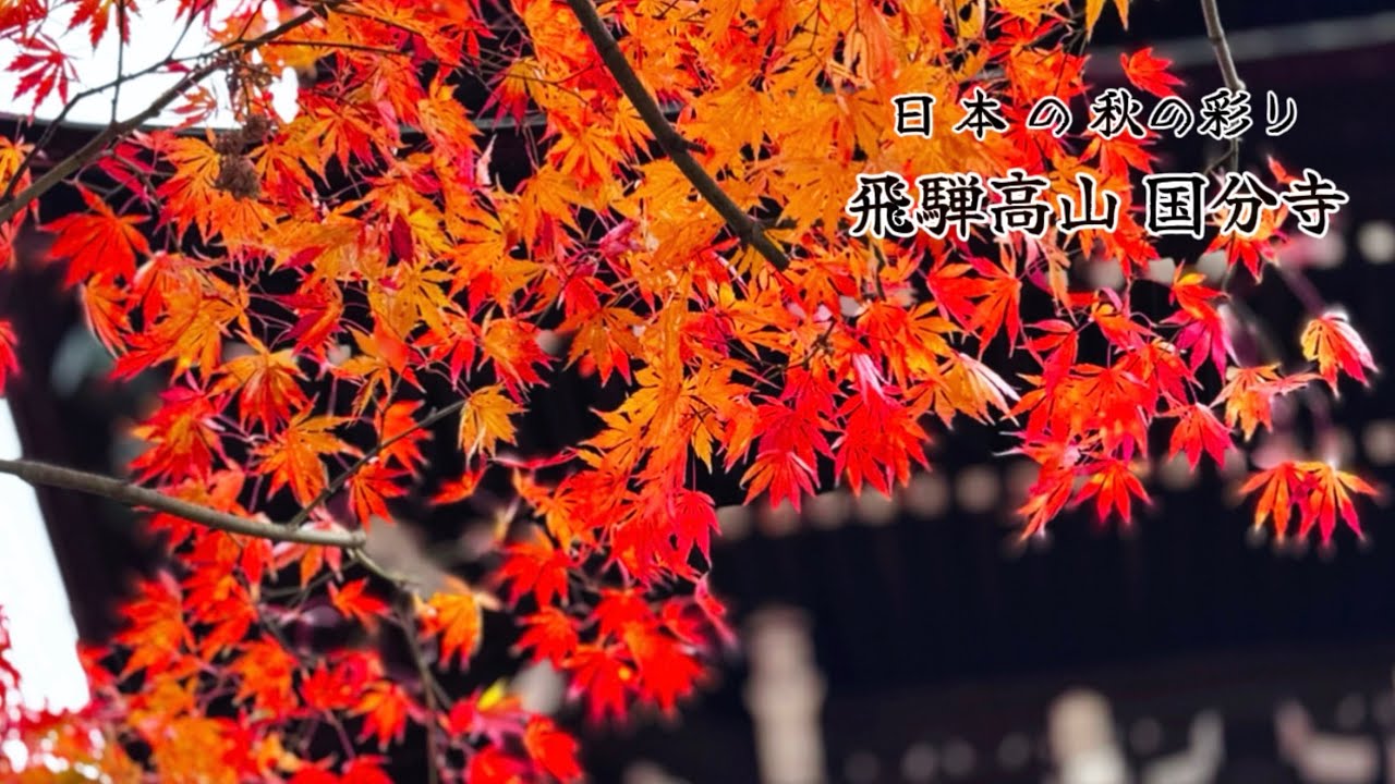 【2025日本の秋の彩り】飛騨高山 国分寺 /岐阜県