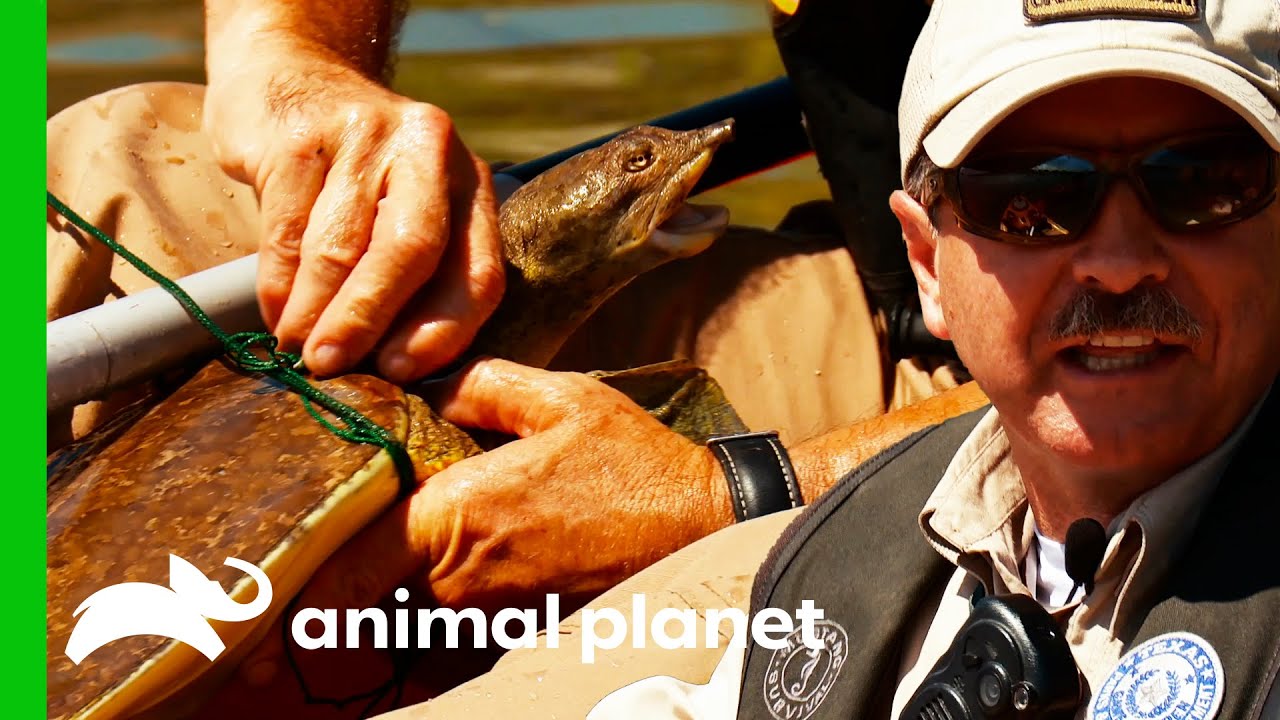 Turtles Trapped In Illegal Hooks Need Saving | Lone Star Law