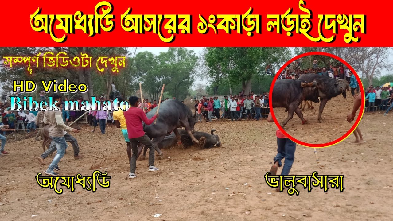 আজকে ১১ হাজার ভোল্টেজ | কিভাবে ঝটকা দিলে | অযোধ্যাডি আসরে সরাসরি দেখুন | ভালুবাসা বনাম অযোধ্যাডি.