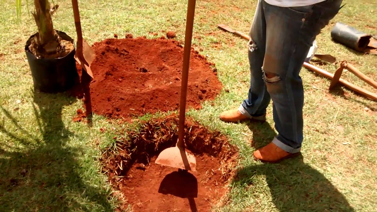 Como plantar Coqueiro Anão!!!