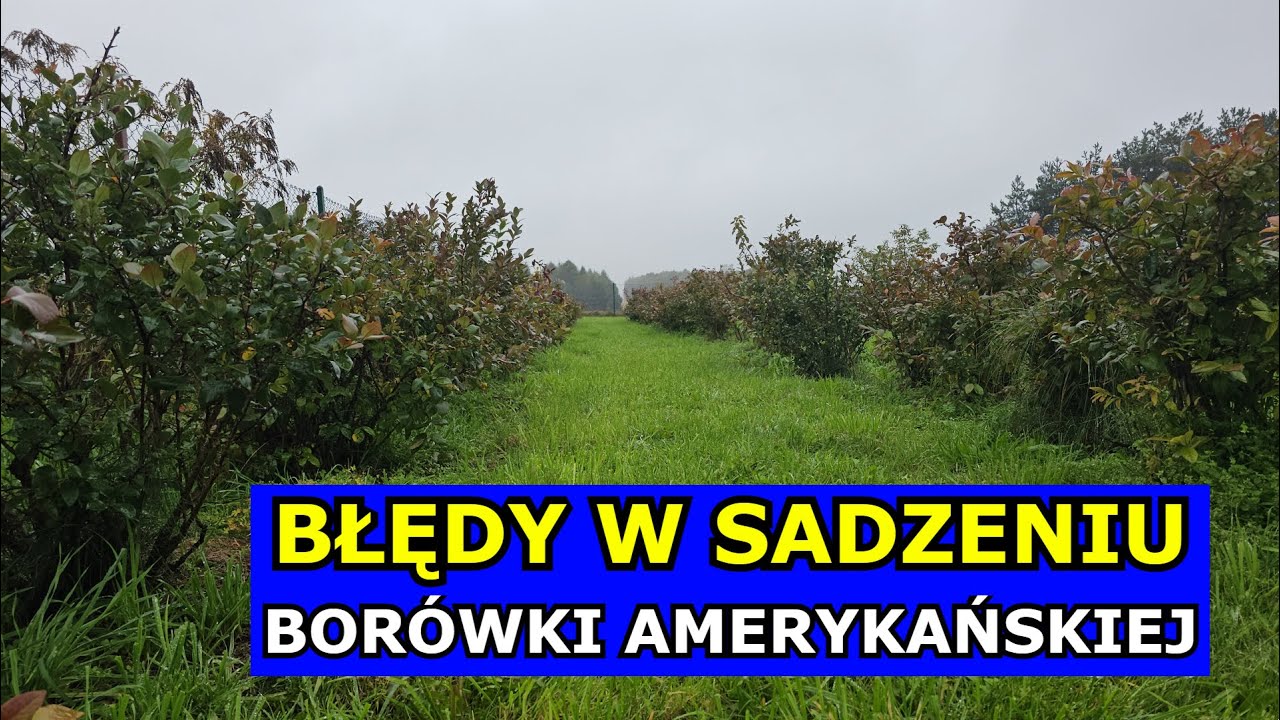NIE SADŹ tak Borówek. Błędy przy Sadzeniu Borówki amerykańskiej. Jak i Kiedy Sadzić Borówki, Uprawa.