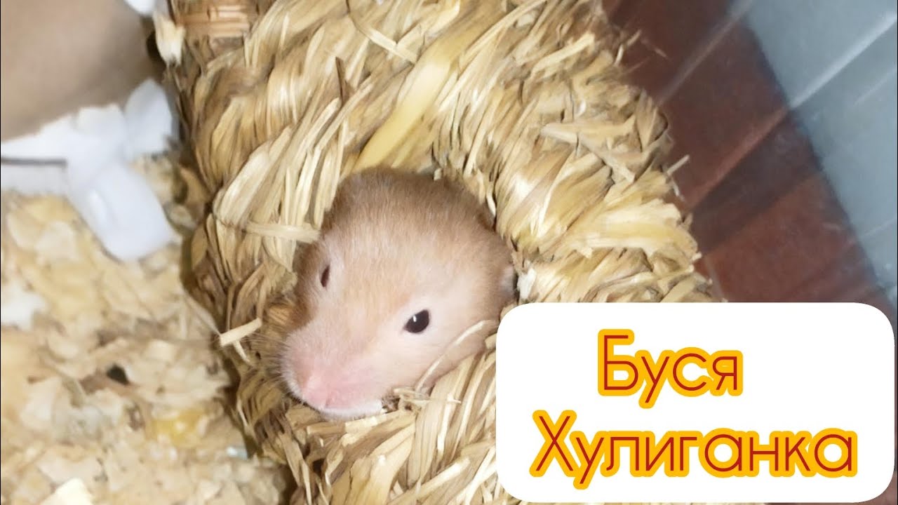 Буся Хулиганка. Грызет контейнер. #хомяки #сирийскиехомяки 