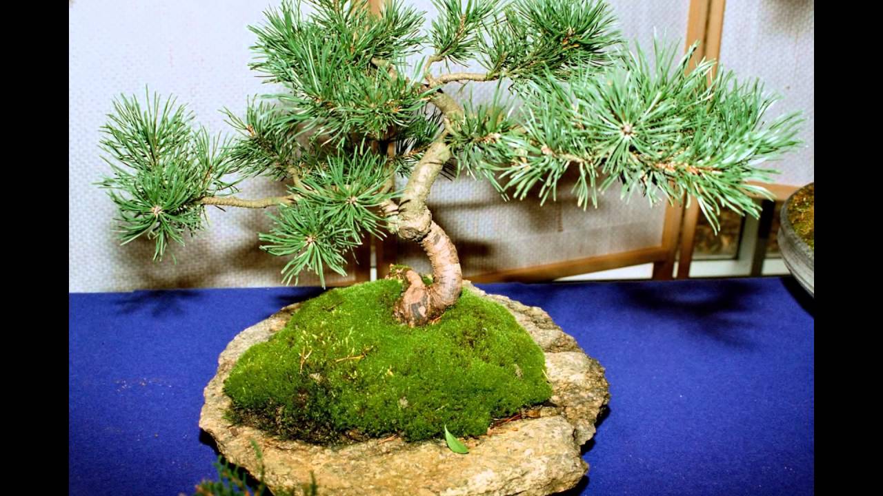 Wystawa bonsai w Manggha w Krakowie - 1998