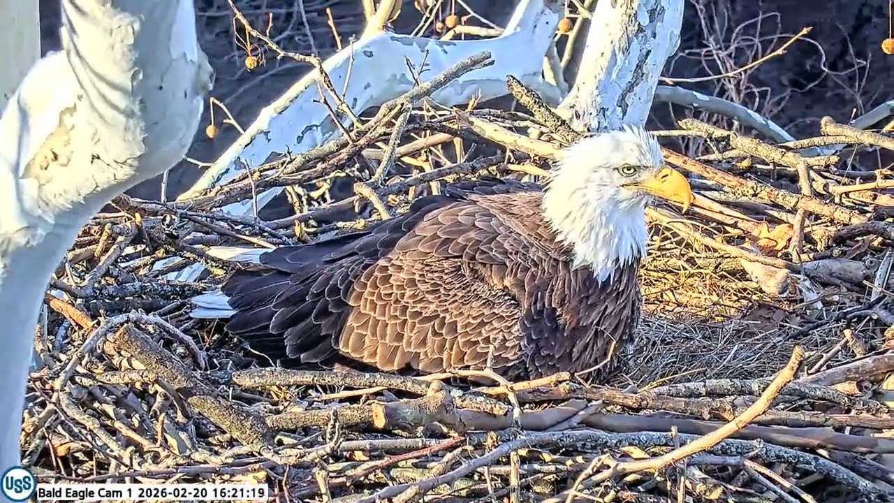 USS Bald Eagle Cam 1 on 2-20-26 @ 16:20:35 Stella possibly laid 1st egg.  No reveal yet.