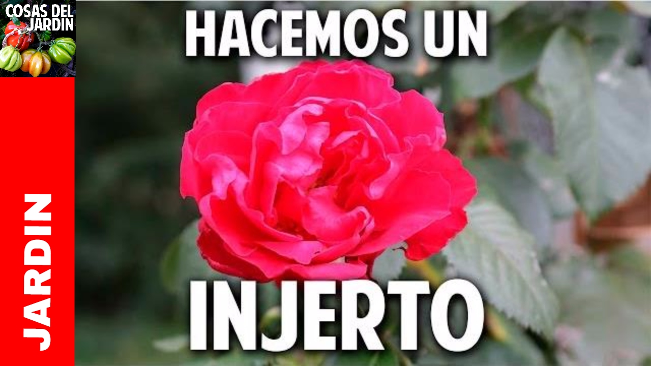 Como injertar Rosales  - Paso a Paso @cosasdeljardin