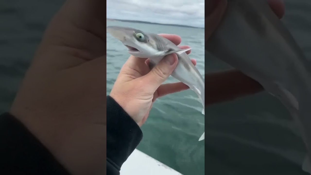 ikan hiu kecil, Serem banget mata nya #ikanhiu #laut #shark