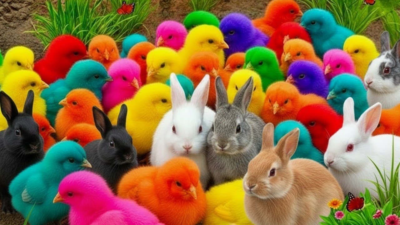 Tangkap Ayam Lucu & Kelinci 🐰 Ayam Rainbow