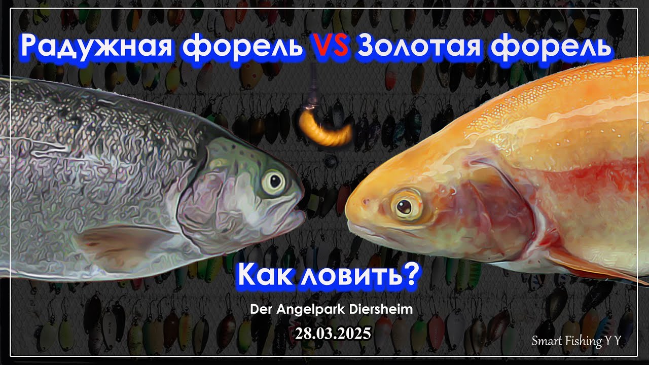 Золотая против радужной. Как ловить форель.