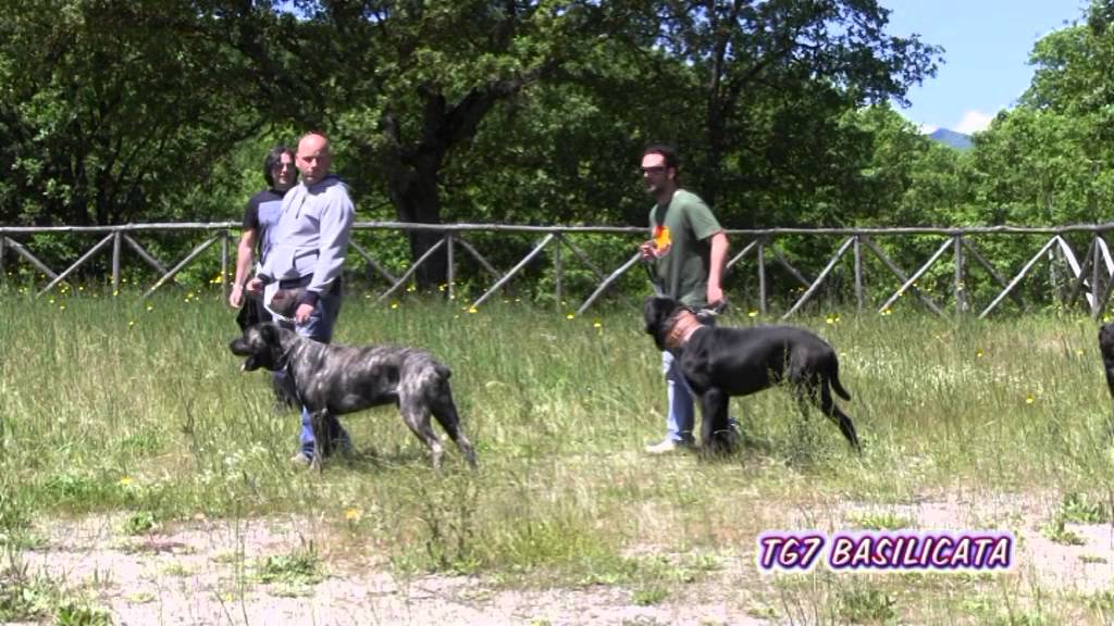 TG7 Basilicata Picerno. Radunata Cane Corso Tradizionale