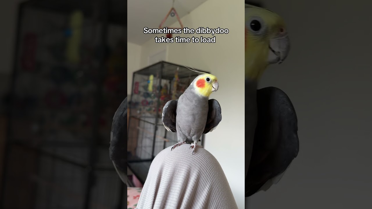 Art takes time #cockatiel #parrot #bird