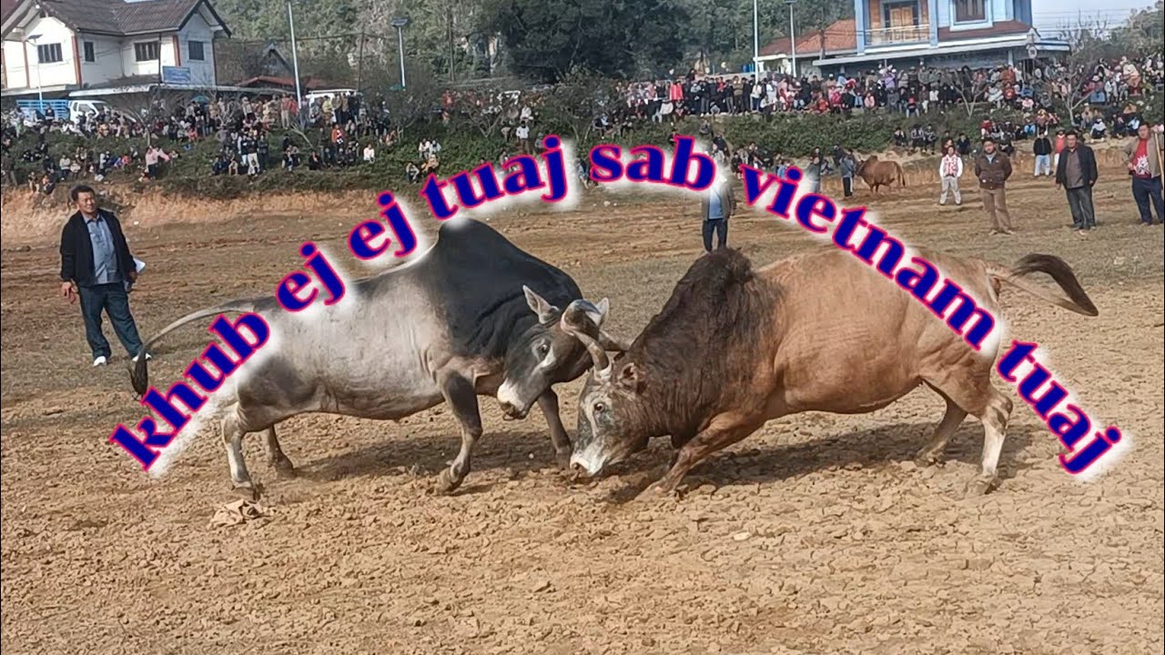 Nyuj leej tsua xyooj vs nyuj ntxhoos tsav hawj vietnam