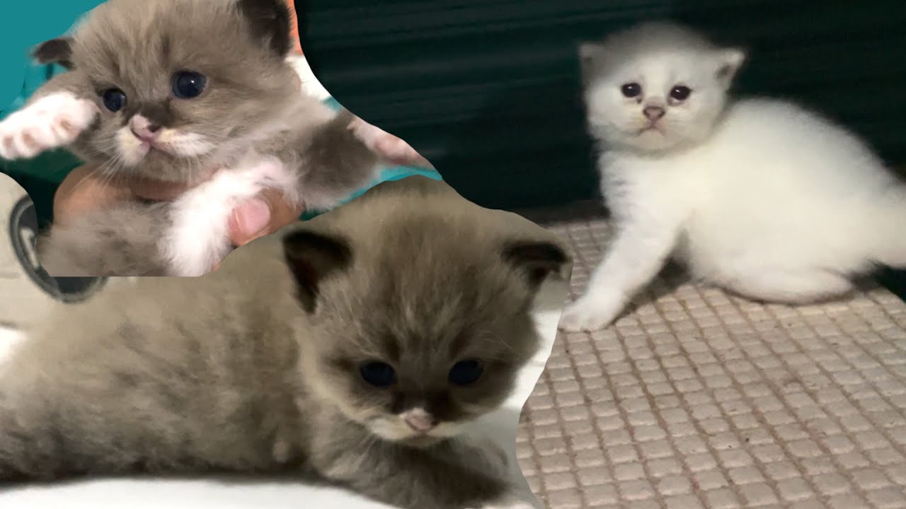 Kitten Learn To Walk