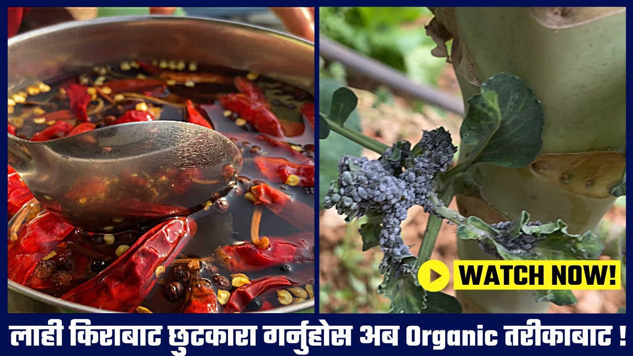 लाही किराबाट छुटकारा गर्नुहोस अब Organic तरीकाबाट !  Removing Aphids in VEGETABLES #farm #remedies