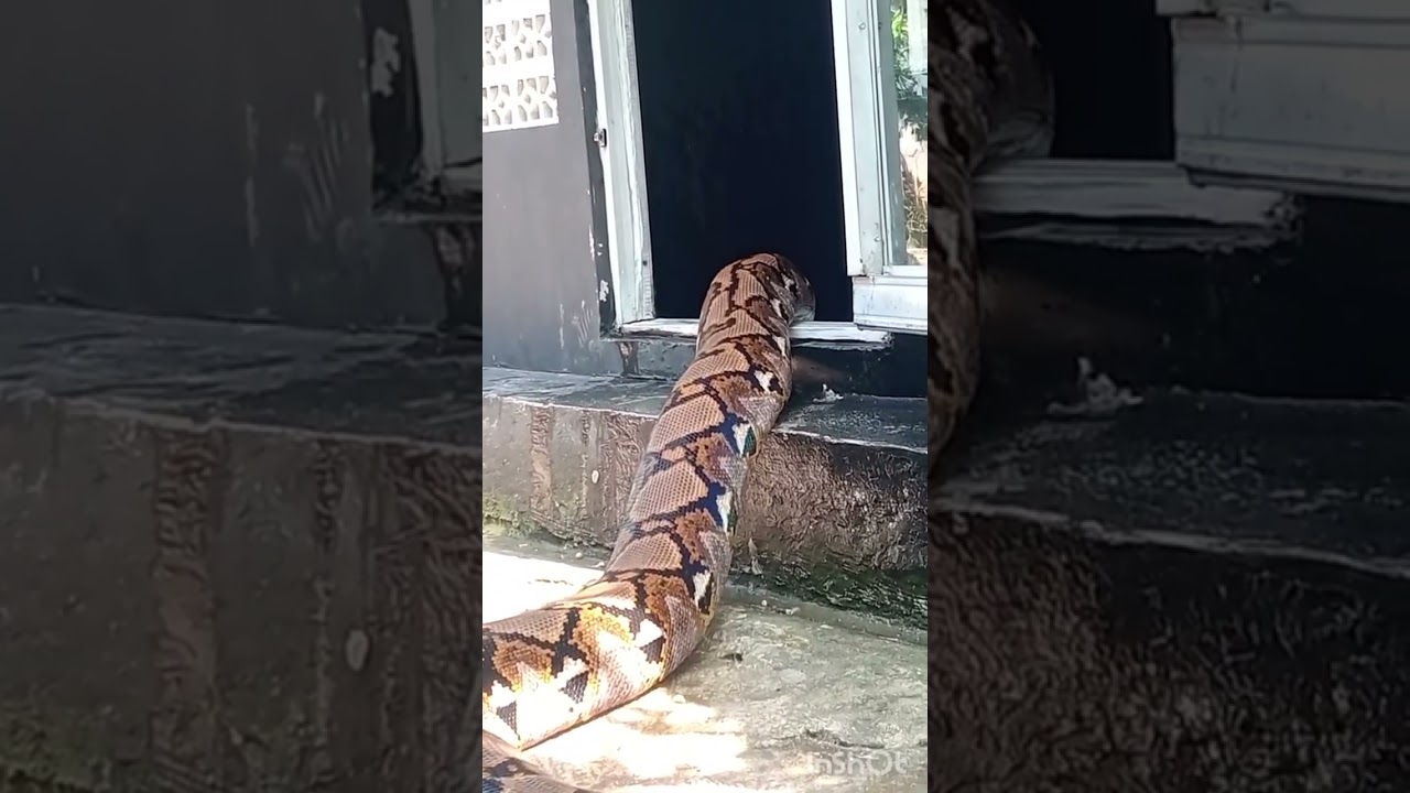 Una incubadora viva la Piton