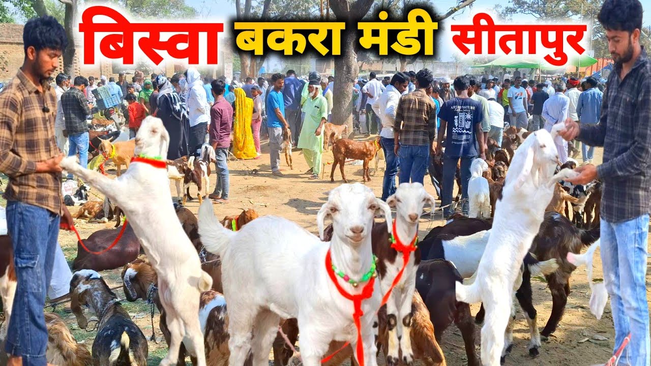बिस्वा बकरा मंडी सीतापुर |14 Mar 26 |Biswa Bakra Mandi Sitapur up live Update 