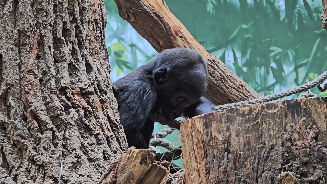 Mobi a Gaia | Gorilí princezny ze Zoo Praha