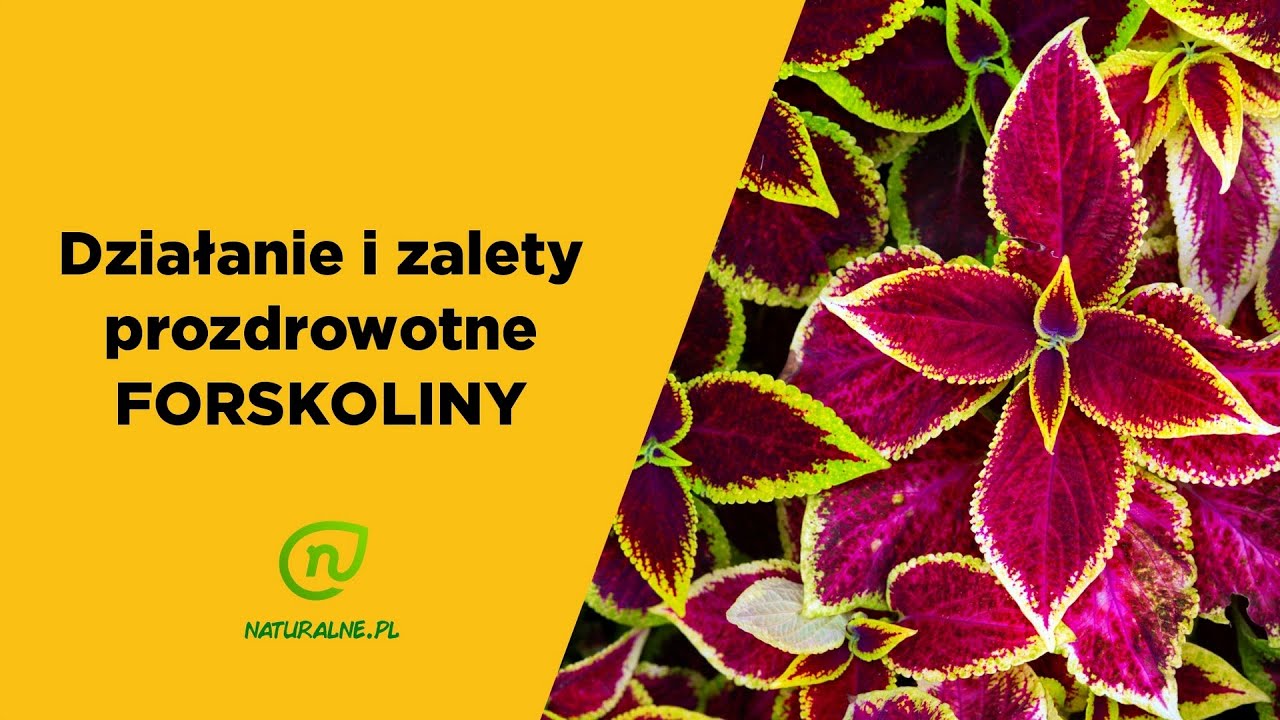Forskolina - czym jest pokrzywa indyjska?