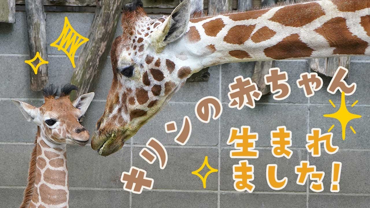 ㊗ キリンの赤ちゃん生まれました！
