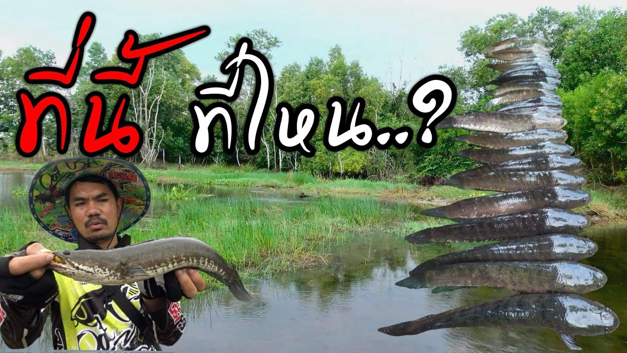 ตกปลาช่อน หมายลึกลับ กับกบยางเดวิล3.5 เดือดมากๆ