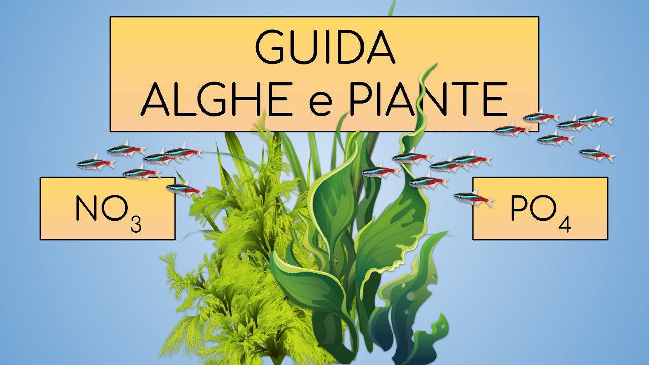 GUIDA completa alle ALGHE e alle PIANTE in acquario - Tutto quello che c'è da sapere -