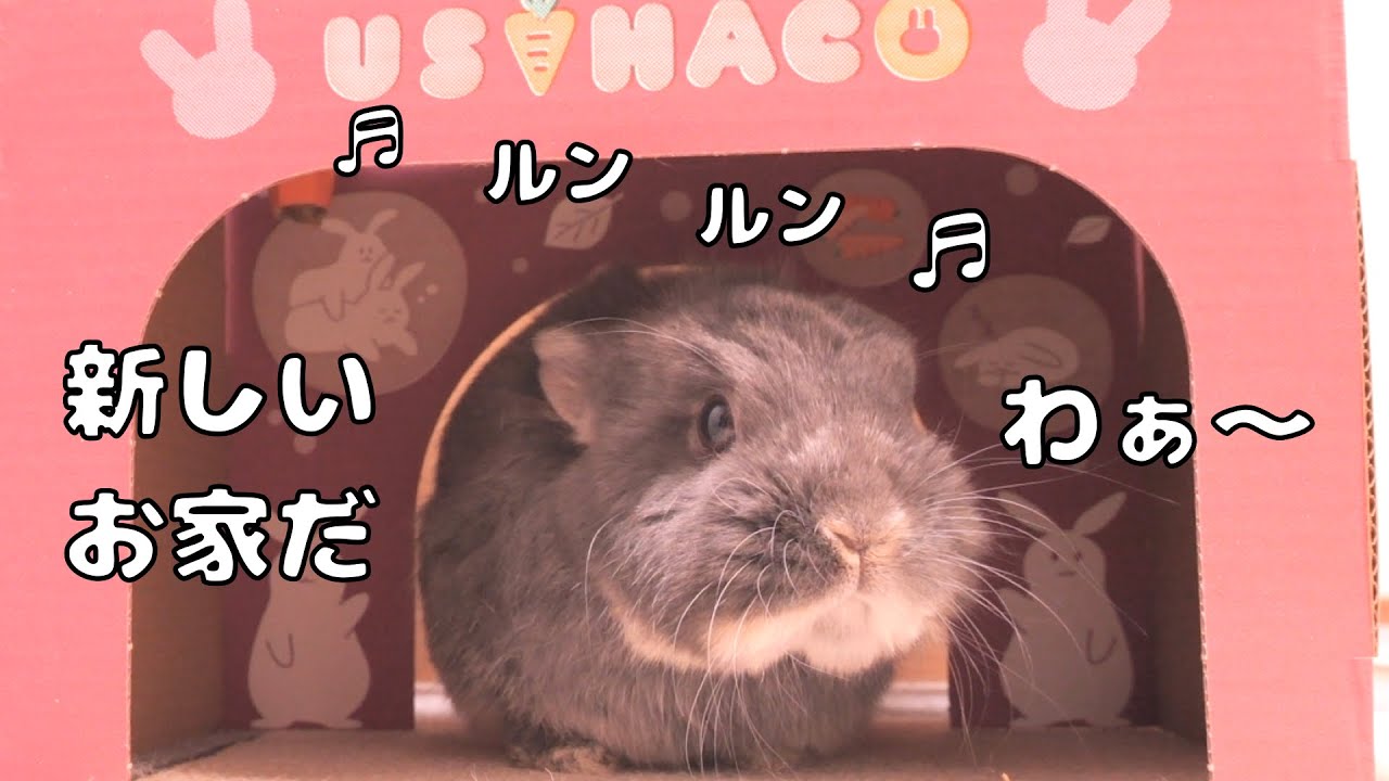 新しいハウスを用意したら思わず喜んでしまったミミが可愛すぎました【No.1819】