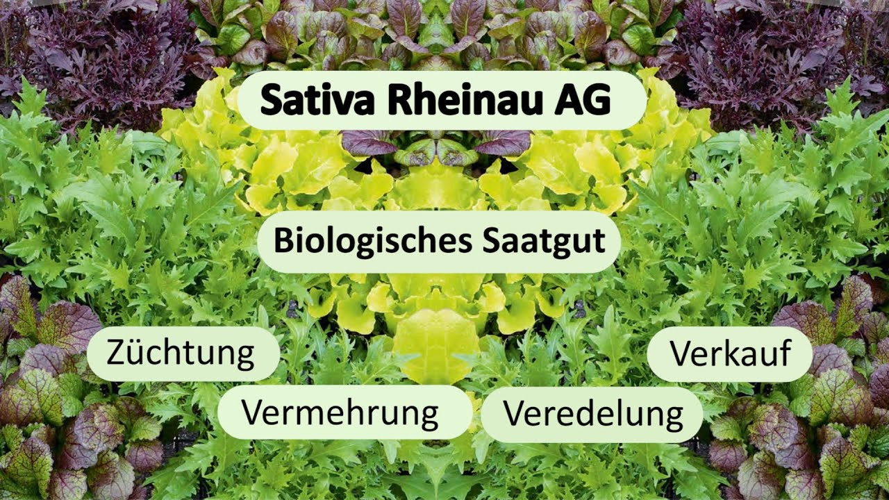 Sativa Teil 1
