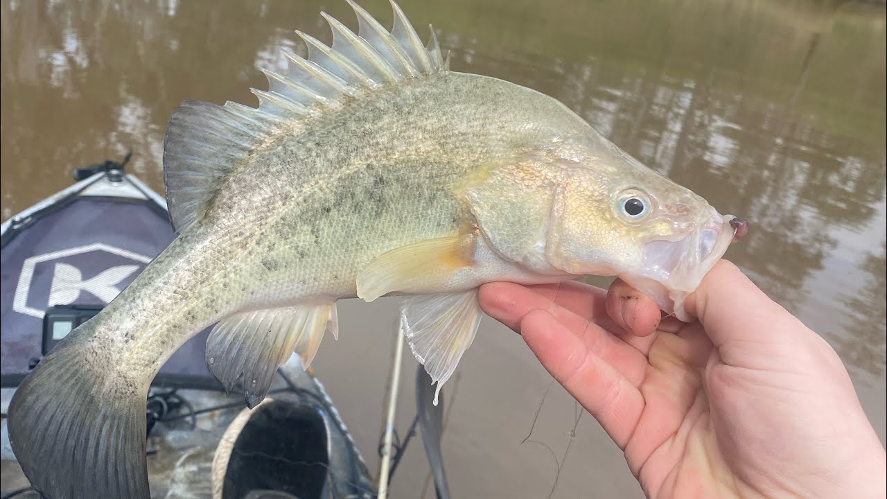 Vibe fishing for Winter Yellowbelly