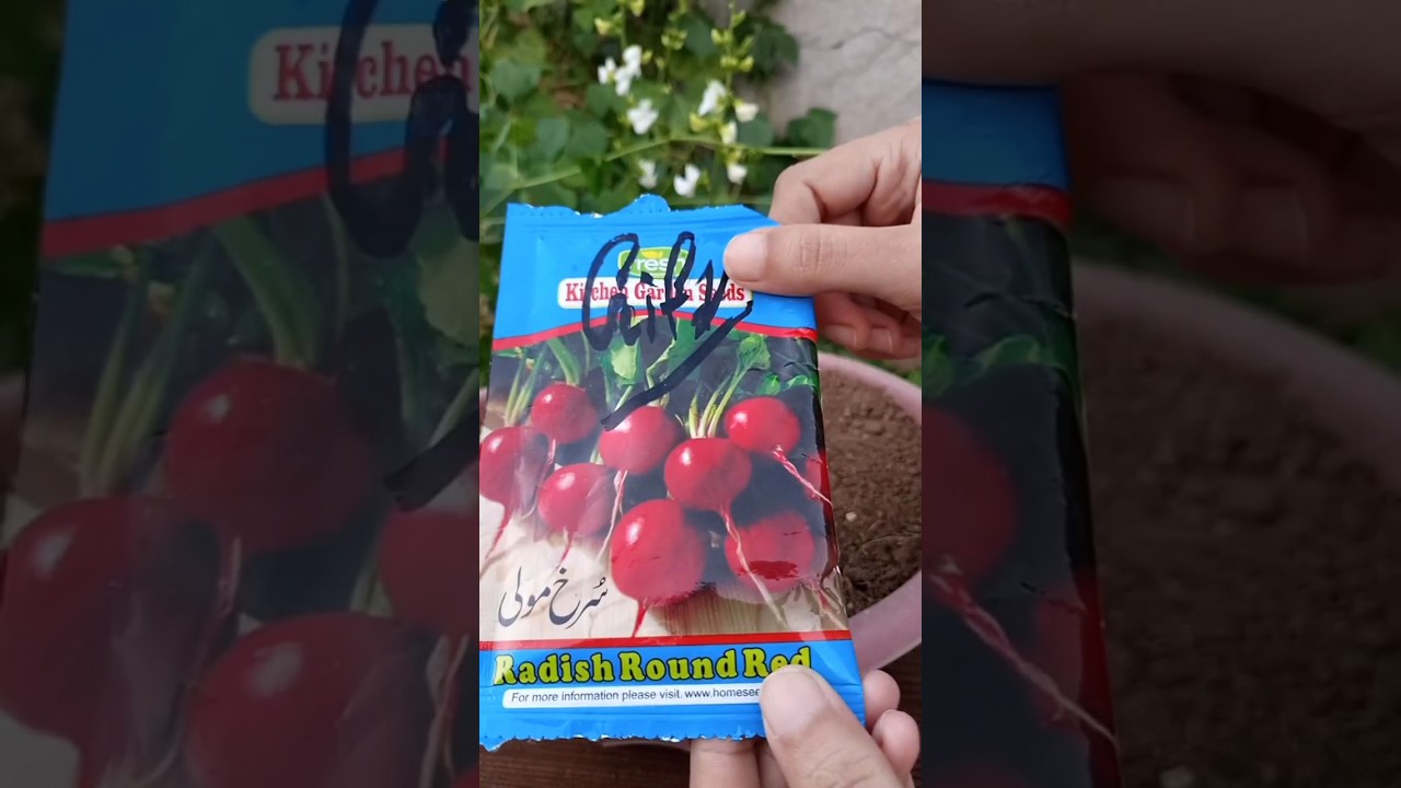 Как вырастить красную редьку (лал моли) #советыпосадоводству #шорты #редис #мули