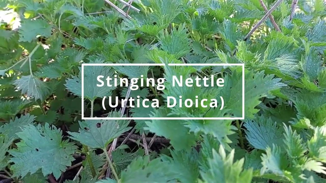 Stinging Nettle (Urtica Dioica) - Foraging UK -