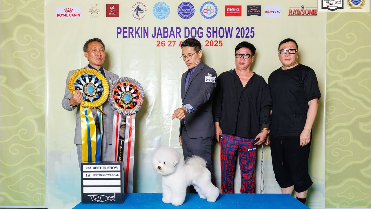 BEBE THE BICHON BEST IN SHOW LOCAL 1st & RESERVE BEST IN SHOW - PERKIN JABAR DOG SHOW 2025