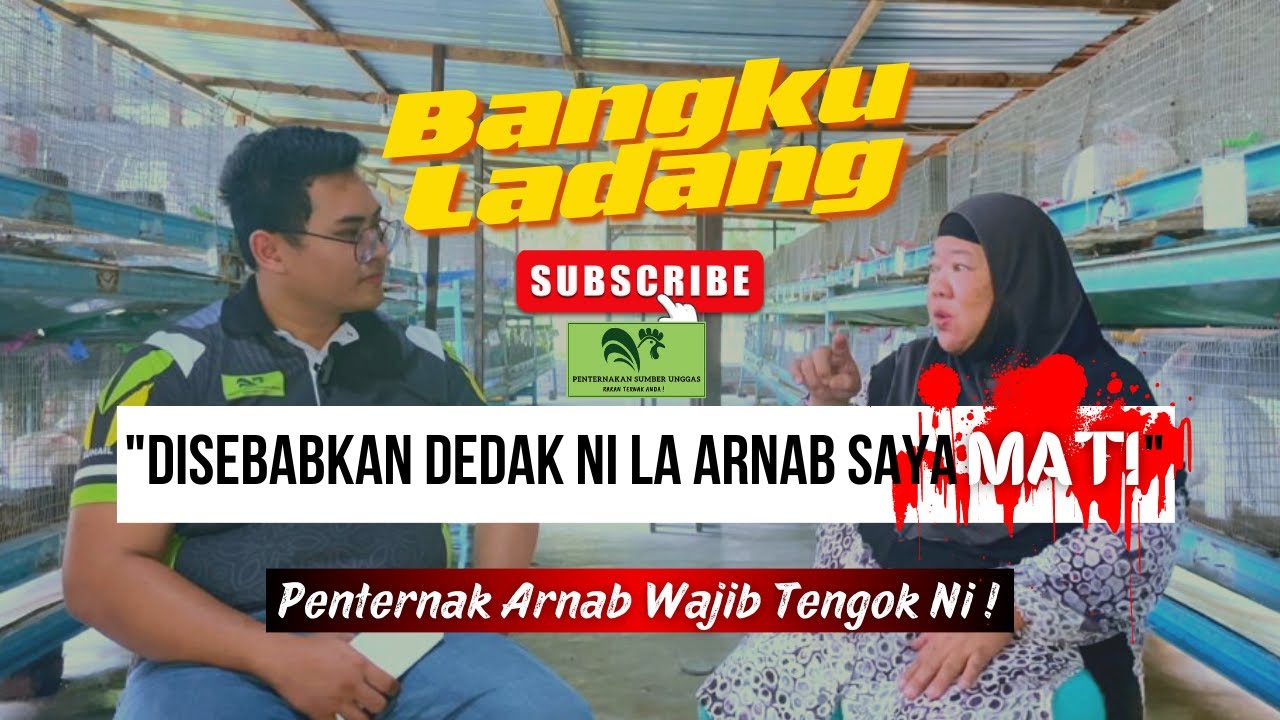 BANGKU LADANG EP 1|PENTERNAK ARNAB-MAKCIK HABIBAH| MAKCIK NI RUGI BESAR MASA TERNAK ARNAB SEBAB..