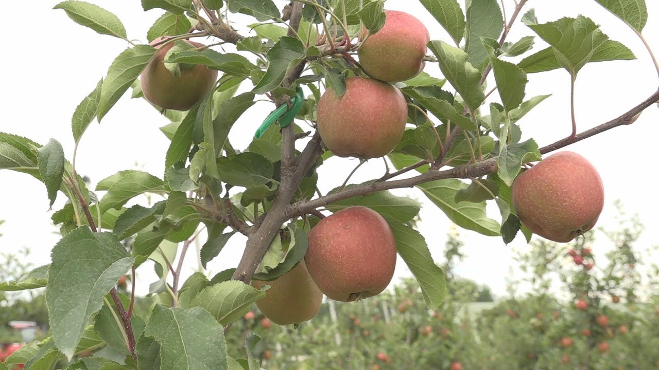 Magyarország Legszebb Birtoka díj - Gyümölcstermesztő birtok kategória